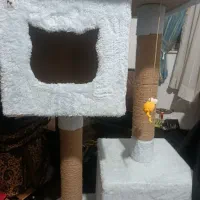 خانه گربه ( اسکرچر )|لوازم جانبی حیوانات|کتالم و سادات شهر, |دیوار