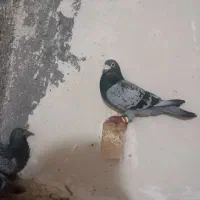 پرنده کبوتر|پرنده|مشهد, سمزقند|دیوار