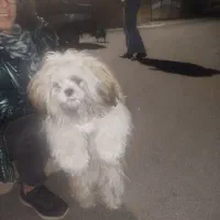 سگ شیتزو|سگ|سهند, |دیوار