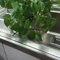 گل پتوس با رشد زیاد که میتونی کلی گل درست کنی