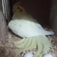 عروس هلندی جفت