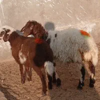 بره ماده داشتی