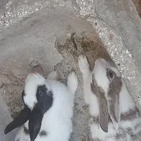 خرگوش سیاه نر اون قهوه ماده