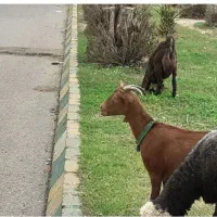 یک عدد بیگ مورسیا اصلی ویک عدد بیگ نر افغانی اصل