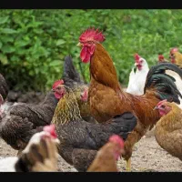 مرغ وخروس محلی