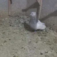 نر ماده سینه سوسنی