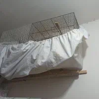 قناری|پرنده|مشهد, توس (بلوار توس)|دیوار