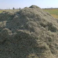 بذر یونجه وکاه یونجه