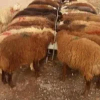 ارزان تر از همه جا/ گوسفندبازدهی بالا بشرط|حیوانات مزرعه|قم, شهرک قدس|دیوار