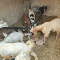 کهره نر|حیوانات مزرعه|وحدتیه, |دیوار