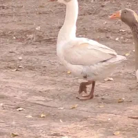 غاز