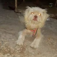 سگ نژاد دار
