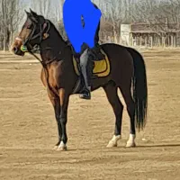 ماهور خان نژاد کرد