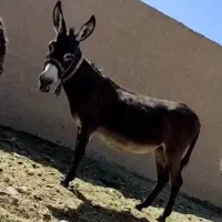 الاغ  مادیان  آبستن گوسفندی کاری