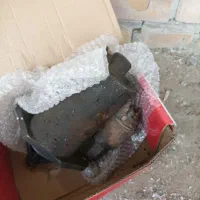 پرنده|پرنده|سوسنگرد, |دیوار