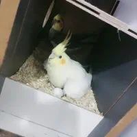 عروس هلندی مولد|پرنده|ورامین, شهرک مدرس|دیوار