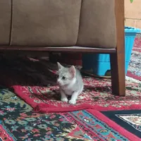 بچه گربه