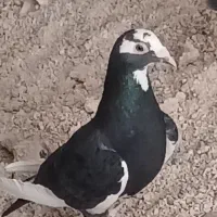 کبوتر عوز با جوج پلاکی