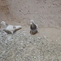 فروش کفتر|پرنده|چناران, |دیوار