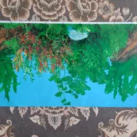 لوازم اکواریوم|ماهی|شیراز, شهرک گلستان|دیوار