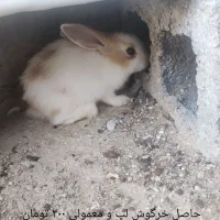 بچه خرگوش ها و یک عدد نر بالغ|موش و خرگوش|برازجان, |دیوار