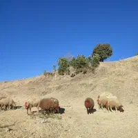 9راس کاور ماده 1ورن دو شیر سرحال گوشتی و پروار