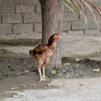 مرغ|حیوانات مزرعه|میناب, |دیوار
