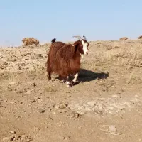 یک راس بز گوشتی 2راس بزغاله نر و ماده