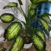 گل آپارتمانی دیفن باخیا|گل و گیاه طبیعی|اردبیل, |دیوار