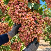 میخوای از ۱هکتار باغ پسته، ۵ تن پسته خشک برداشتکنی