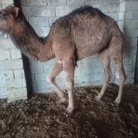 شتر چاق|حیوانات مزرعه|سیمین شهر, |دیوار