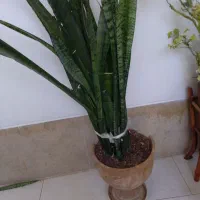 سه تا گلدان گل|گل و گیاه طبیعی|اصفهان, مفتح|دیوار