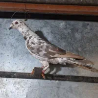 الماسی سینه سفید  پلاکی    پشت طاووسی