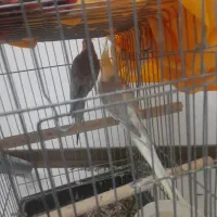 فروش عروس هلندی|پرنده|تهران, شهرک صدرا|دیوار