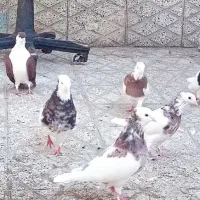 طوقی 7تا 4تومن|پرنده|سبزوار, شهرک ابوذر|دیوار