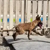 سگ گارد و عملیاتی مالینویز malinios