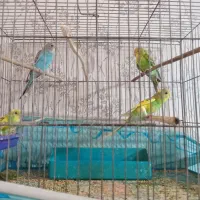 ۴عددجوجه مرغ عشق سالم فروشی