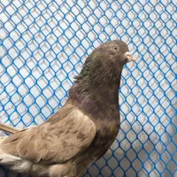 کفتر دارچینی سرور