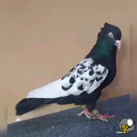 کفتر سینه دم سیاه گمشده