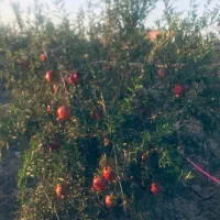 فروش باغ انار حاده ساوه سلفچگان بصورت تمام چک|فروش خانه و ویلا|قم, آزادگان|دیوار