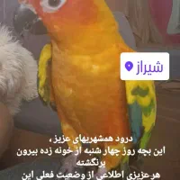 طوطی خورشیدی گمشده در ۵۰۰ دستگاه ارتش|حیوانات|شیراز, پانصد دستگاه ارتش|دیوار