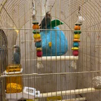 پرنده کوتوله برزیلی جفت