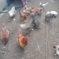 مرغ و خروس|حیوانات مزرعه|لاهیجان, آهندان|دیوار