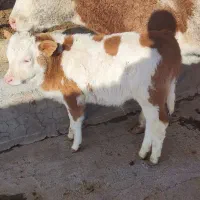 گوساله نر سیمینتال