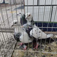 کبوتر تلسمی سیاه واکسی دورگ ذات دار