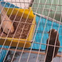 نر و ماده و اولین تخم امروز