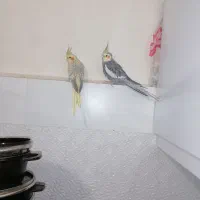 یک جفت عروس هلندی سالم و سرحال|پرنده|گلبهار, شهر جدید گلبهار|دیوار