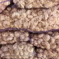 سیر خشک