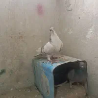 ماده شوخ شوخ