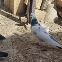 کبوتر فروشی|پرنده|گلپایگان, |دیوار